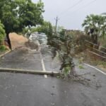 तेज आंधी से उखड़े पेड़ ने तोड़े तार, विंध्याचल में बिजली-आवागमन  ठप;