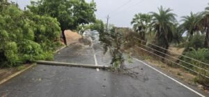तेज आंधी से उखड़े पेड़ ने तोड़े तार, विंध्याचल में बिजली-आवागमन  ठप;