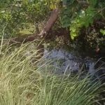 लेहरा शाख नहर पर अतिक्रमण से किसानों में आक्रोश, आंदोलन की चेतावनी;