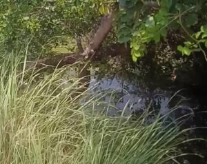 लेहरा शाख नहर पर अतिक्रमण से किसानों में आक्रोश, आंदोलन की चेतावनी;